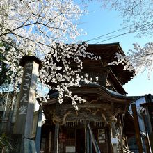 不思議な構造のさざえ堂には桜も似合います