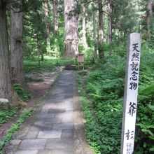 羽黒山の爺スギ 