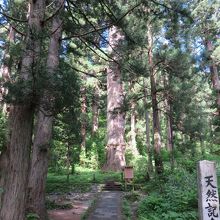羽黒山の爺スギ 