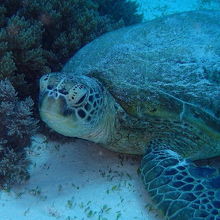 3本潜りましたが、この日は3本ともウミガメに会いました