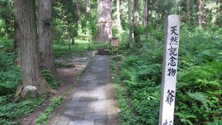 同じスギの木・・・