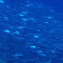 待望のギンガメアジの群れです