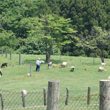 ヤギと触れあえます