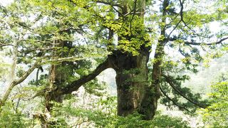 原生林に手をたずさえて佇む夫婦杉