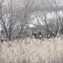 珍鳥を撮ろうと集まったバーダー