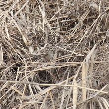 キガシラシトド