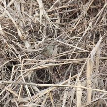 キガシラシトド