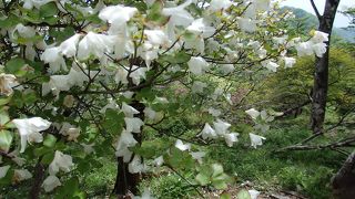 檜洞丸登山　シロヤシオを求め