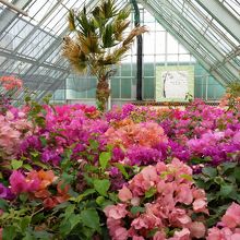 ブーゲンビリア