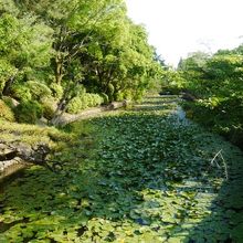 蓮いっぱいの濠。