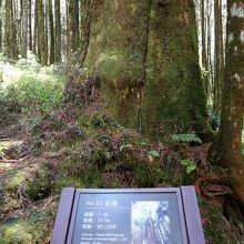 巨木はナンバリングして管理されている