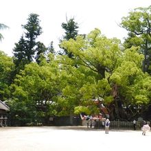 本殿までの道（広場）。