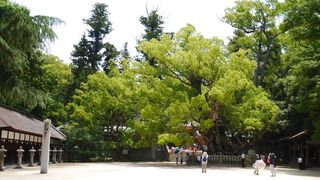 木々がおいしげる。