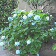 境内に咲く紫陽花