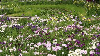 駅近のあやめ園