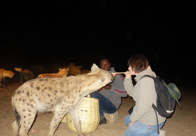 穴場です。またハイエナマンにあえる。