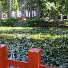 出羽三山神社の鏡池 