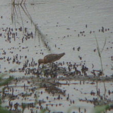 珍鳥シベリアオオハシシギ