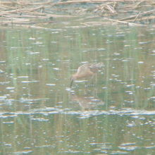 珍鳥シベリアオオハシシギ 