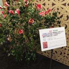 こんな案内が。