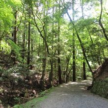 春日山森林