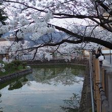 満開の桜がお堀に映り込んで