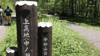 ミズナラやカラマツの木