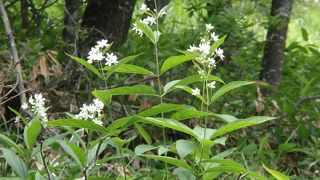 赤城山(地蔵岳)に登りました