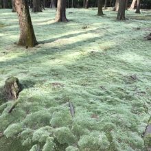 墓所へ向かう途中・・苔が見事です