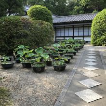 本坊・出番を待つハスでしょうか？