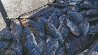 朝市でも暑い！