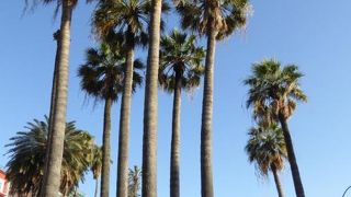 ヤシのそよぐ広場は南国的な景観