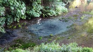 名水の源泉をひと目見て！
