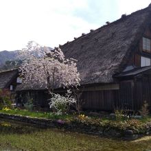 合掌造り白川郷