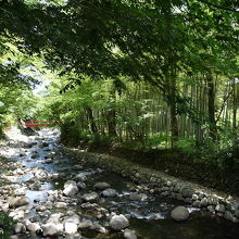 写真の右側が竹林です