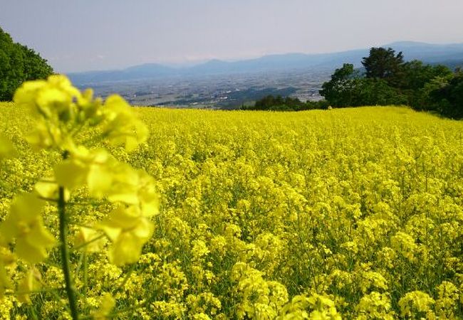 標高約650mにある会津盆地を一望できる三ノ倉高原