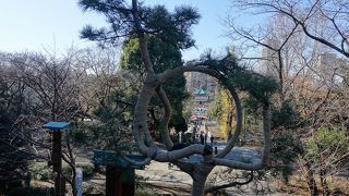 名所江戸百景にも描かれた松