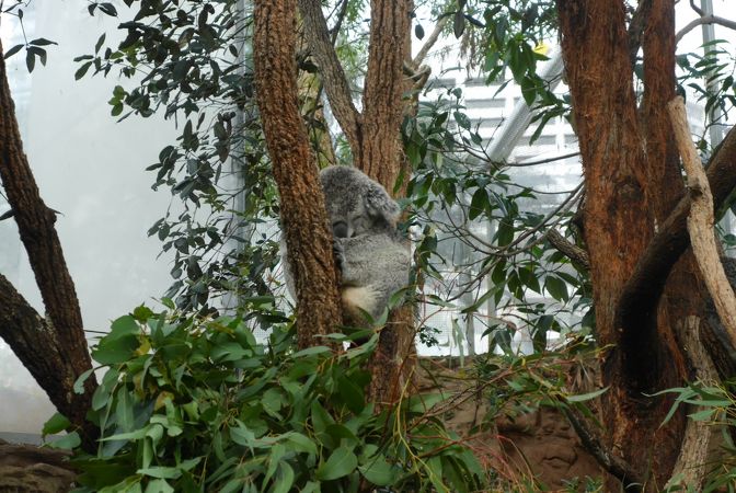 ワイルドライフ シドニー動物園