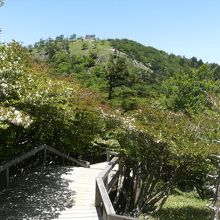 シロヤシオが木道両脇につづく