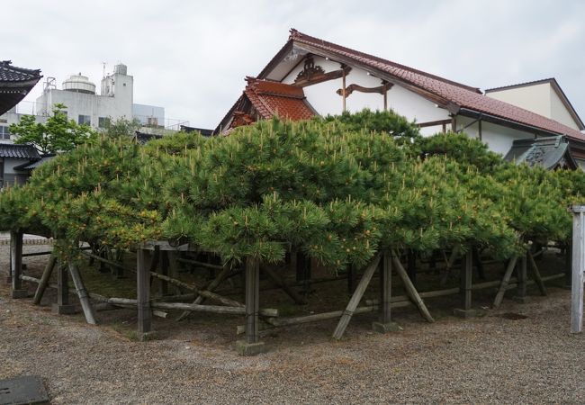 地を這うように枝を広げた傘松