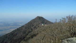 ミヤマホオジロを見てきました。