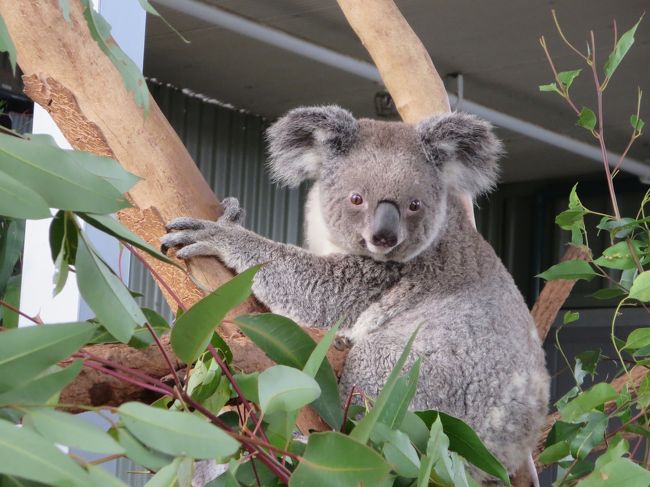 ワイルドライフ シドニー動物園