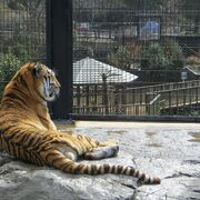動物たちに手が届きそうな日本平動物園
