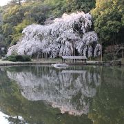 満開の枝垂れ桜が素晴らしい。