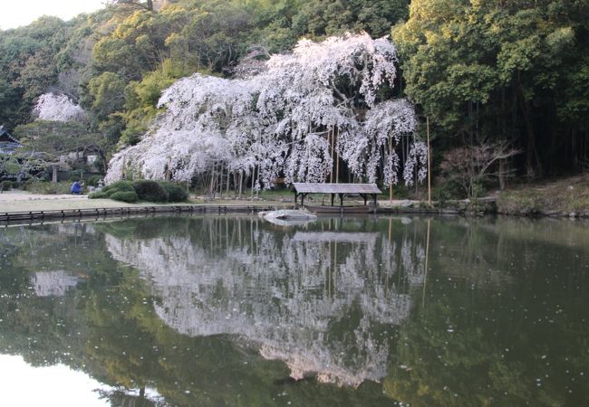 満開の枝垂れ桜が素晴らしい。