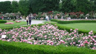 バラが咲き乱れる美しい庭園