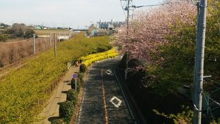 河津桜と菜の花の織り成す春の色彩