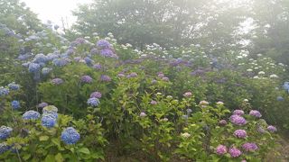 紫陽花が美しい