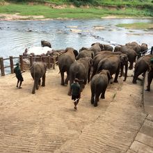 水浴びに行く群の象
