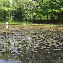 池もあります